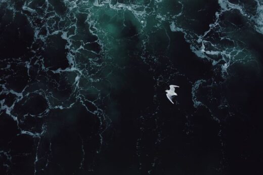 Seagull over rough Seas
