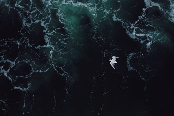 Seagull over rough Seas